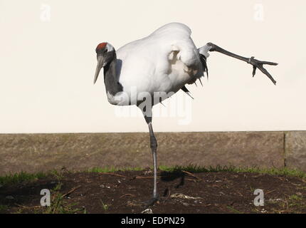 Rosso-crowned crane o gru giapponese (Grus japonensis) che allunga la gamba in una posa divertente Foto Stock