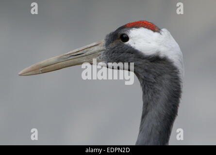 Rosso-crowned crane o gru giapponese (Grus japonensis), close-up della testa e lungo bill Foto Stock