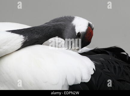 Close-up di una matura rosso-crowned crane o gru giapponese (Grus japonensis) preening le sue piume Foto Stock