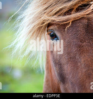 Closeup ritratto di Pony islandese in una fattoria in Islanda Foto Stock