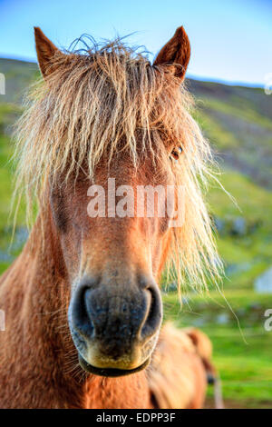 Closeup ritratto di Pony islandese in una fattoria in Islanda Foto Stock