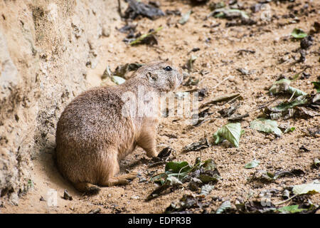 Nero-tailed prairie dog (Cynomys ludovicianus). Il tema degli animali. Foto Stock