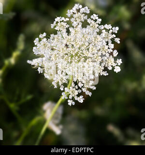 Yarrow comune (lat. Achillea millefolium) con sfondo verde Foto Stock