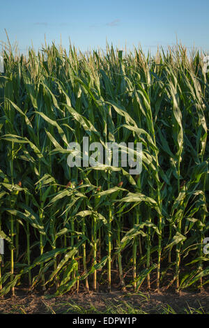 Coltivazione di mais in campo. Iowa. Foto Stock