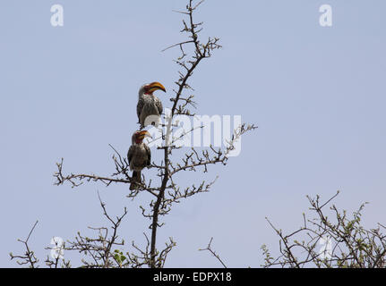 Una coppia di Southern Yellow-fatturati hornbills in Sud Africa Foto Stock
