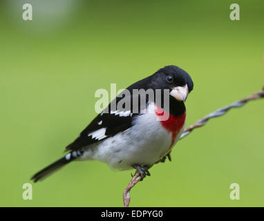 Rose-breasted Grosbeak, Pheucticus ludovicianus Foto Stock