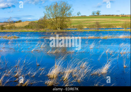 Allagato i campi come il Fiume Windrush scoppiare le sue banche dopo forti piogge a Burford in Cotswolds, Oxfordshire, Regno Unito Foto Stock