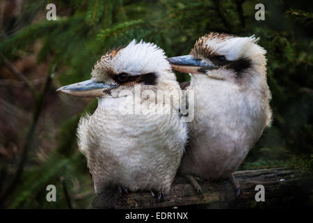 Coppia di ridere kookaburra (Dacelo novaeguineae) Foto Stock