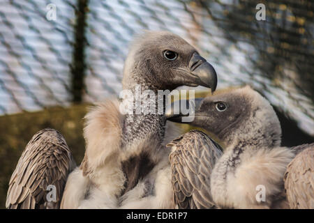 Coppia di African White-Backed grifone (Gyps africanus) NL Foto Stock