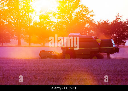 Mietitrebbia in Suffolk, Regno Unito Foto Stock