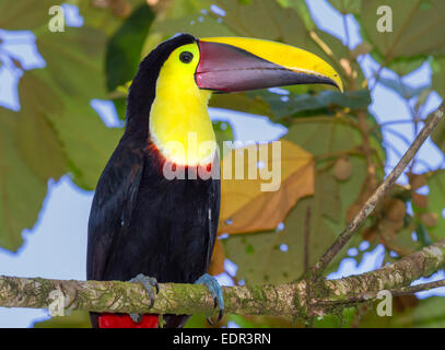 Giallo-throated toucan (Ramphastos ambiguus) ritratto, Tortuguero in Costa Rica. Foto Stock