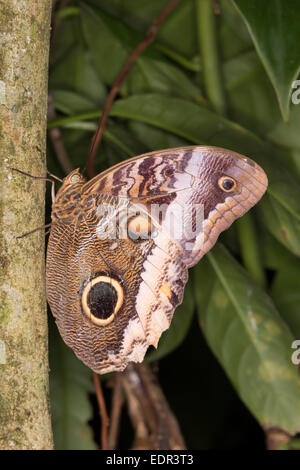 Farfalla Civetta (Caligo memnon), Tortuguero in Costa Rica. Foto Stock