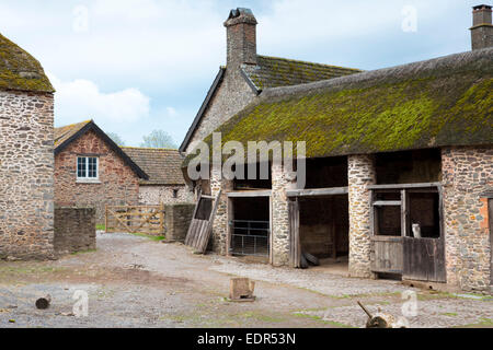 Alpaca nel cortile della fattoria tradizionale a Bossington nel Parco Nazionale di Exmoor, Somerset, Regno Unito Foto Stock