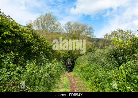 Il camminatore solitario passeggiate su Drover's Trail sentiero nel Parco Nazionale di Exmoor vicino Allerford, Somerset, Regno Unito Foto Stock