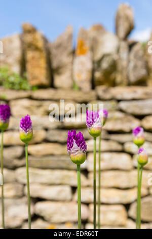 Allium le teste dei fiori di piante perenni apertura da bud come molla si trasforma in estate in Cotswolds, REGNO UNITO Foto Stock