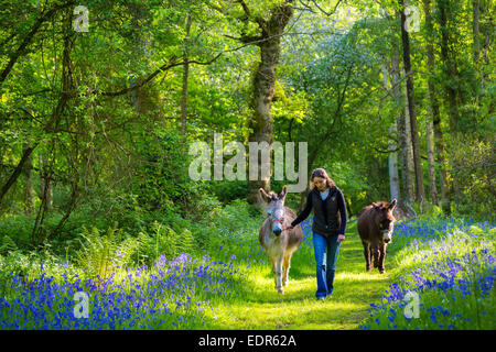 Donna leader di asino, Equus africanus asinus, attraverso Bruern bluebell legno in Cotswolds, REGNO UNITO Foto Stock