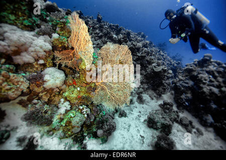 Sommozzatore contemplando il Reef nel Mar Rosso Foto Stock