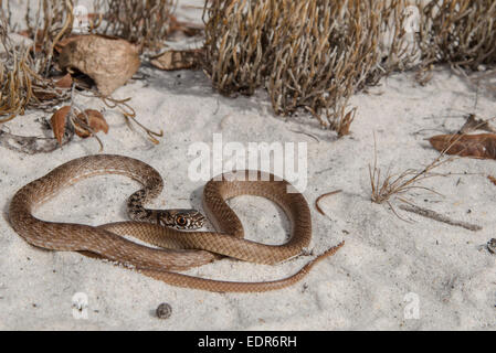 Giovani coachwhip orientale - Masticophis flagello Foto Stock