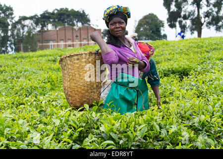 KINIHIRA, Ruanda- novembre 9: unidentified lavoratore in una piantagione di tè il 9 novembre 2013. Il tè è elemento di esportazione del Ruanda Foto Stock