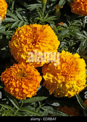 Tagetes Studentenblumen Foto Stock