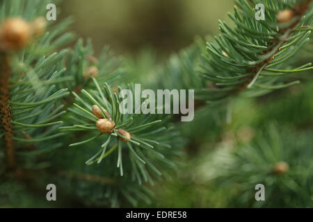 Primo piano del ramo di abete con boccioli, primavera Foto Stock