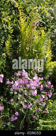 Fioritura tradizionale siepe habitat per la flora e la fauna in estate in Cornovaglia, Inghilterra meridionale, Regno Unito Foto Stock