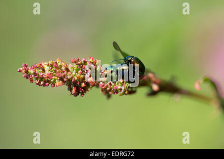 Coppia di allevamento di verde bottiglia vola, Lucilia sericata, coniugata su una pianta flowering, REGNO UNITO Foto Stock