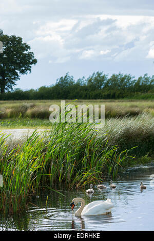 Femmina (penna) adulto cigno, Cygnus olor, anatidi, con cygnets in estate su zona umida a Otmoor Riserva Naturale, Oxfordshire Foto Stock