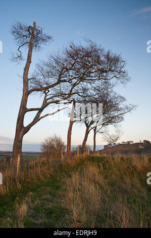 Meravigliose paesaggio di antiche chalk White Horse in collina a Cherhill nel Wiltshire, Inghilterra durante la serata di autunno Foto Stock