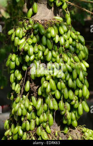 Averrhoa bilimbi (comunemente noto come bilimbi, cetriolo, ad albero o albero sorrel),erumban puli,irumban puli Foto Stock