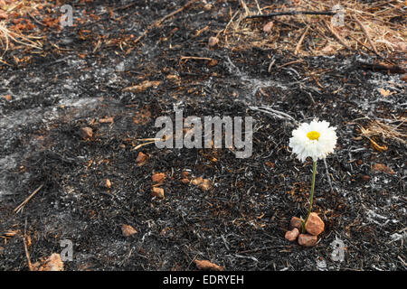 Fiore bianco può sopravvivere sulle ceneri di erba bruciata a causa di wildfire Foto Stock