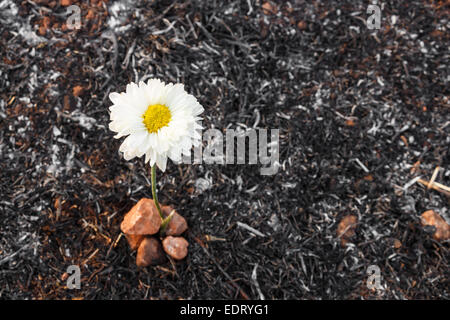 Fiore bianco può sopravvivere sulle ceneri di erba bruciata a causa di wildfire Foto Stock