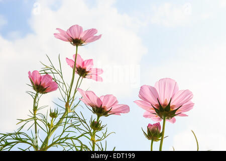 Rosa cosmo (Cosmos sulfurei) con traslucido a petalo e nuvoloso cielo blu Foto Stock