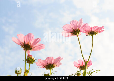 Rosa cosmo (Cosmos sulfurei) con traslucido a petalo e nuvoloso cielo blu Foto Stock