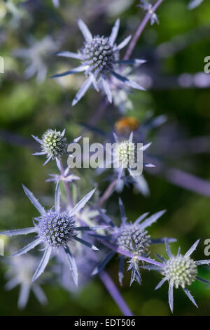 Eryngium Planum Blaukappe, Estate 2014 Foto Stock