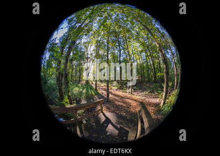 Ponte di percorso attraverso la foresta, Obiettivo Fisheye Foto Stock