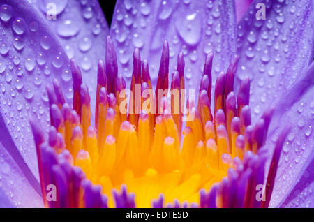 Macro carpel giallo e gocce di acqua su viola Lotus o acqua giglio fiore Foto Stock