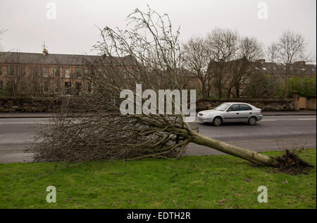Glasgow, Scotland, Regno Unito. 9 gennaio, 2015. Un albero caduto in Darnley Road, Glasgow.causato dai forti venti che aleggiava in tutta la Scozia. 9 gennaio 2015 Credit: Sam Kovak/Alamy Live News Foto Stock