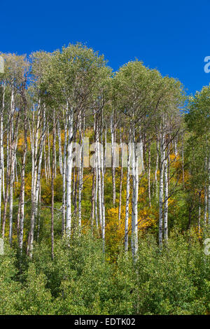 Inizio di caduta Aspen alberi nelle Montagne Rocciose del Colorado Foto Stock