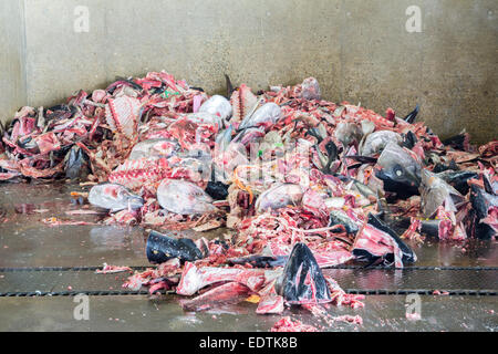 Rifiuti di pesce nella grande cucina spazzatura dei rifiuti per il riciclo Foto Stock