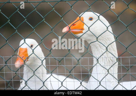 Una chiusura di due oche bianco arancione con becchi in una gabbia. Foto Stock