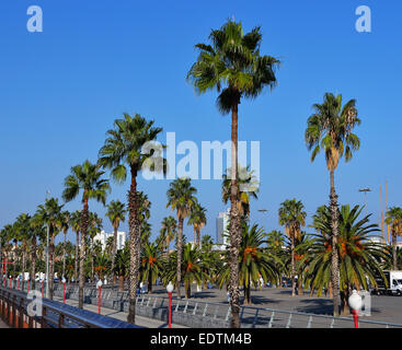 Palme oltre il cielo blu Foto Stock