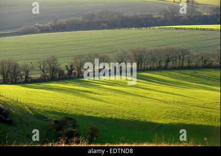 Pomeriggio le ombre degli alberi attraverso campi verdi. Vista dalla collina Butser, South Downs National Park Foto Stock