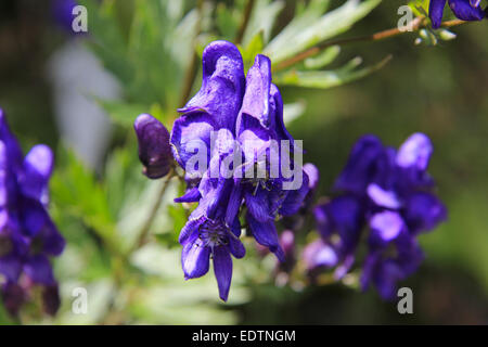 Blume, blauer Eisenhut, Aconitum napellus,fiore, Monkshood, Aconitum napellus,autunno Bella, bellezza, bloom, blossom, blu Foto Stock