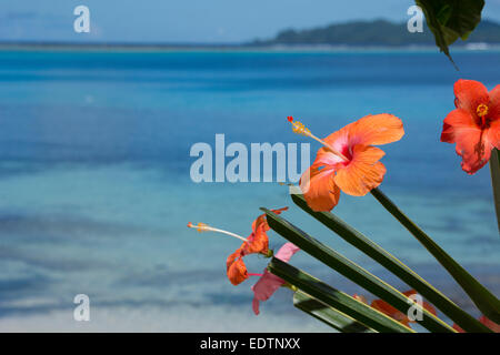 La Melanesia, Isole Salomone, isola di Owaraha o Owa Raha (precedentemente noto come Santa Ana), villaggio di Gupuna aka Ghupuna. Foto Stock