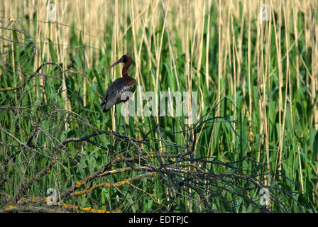 Ibis lucido (Plegadis falcinellus), il delta del Danubio, Romania, Europa Foto Stock