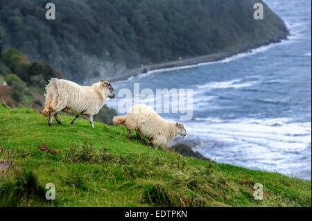 Pecore al pascolo sulla pericolosa scogliera sopra bordo Lynmouth bay, Exmoor, REGNO UNITO Foto Stock