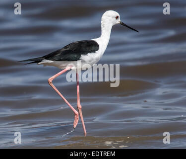 Un black-winged stilt ricerche di cibo al Lago Manyara in Tanzania, Africa Foto Stock