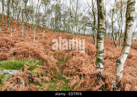Argento di betulle (Betula pendula) e bracken in autunno sul pendio di una collina a Hathersage Moor, Yorkshire Derbyshire frontiera, Peak District, England, Regno Unito Foto Stock