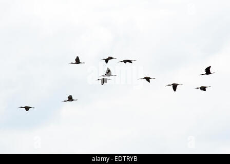 Gregge di ibis lucido (Plegadis falcinellus) in volo, il delta del Danubio, Romania, Europa Foto Stock